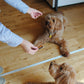 犬のおやつ（パリパリまぐろ節）